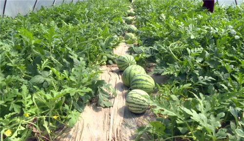 榆林最新吃瓜事件新闻,真相揭秘，网友热议不断