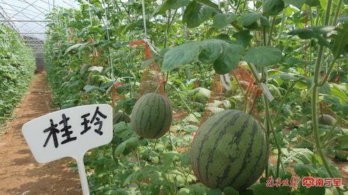 南宁近期吃瓜事件真相,揭秘背后真相与网络舆论的反思