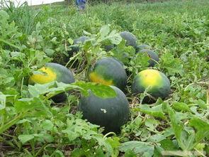 怀化三角坪吃瓜事件真相,真相与反思