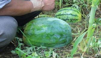 大型吃瓜事件网红叫什么