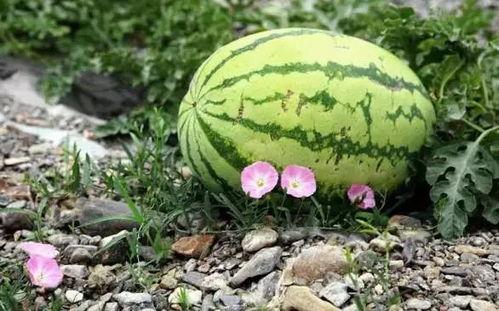 最近宁夏吃瓜事件视频,揭秘网络热议背后的真相