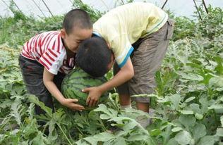 辉县网红吃瓜事件