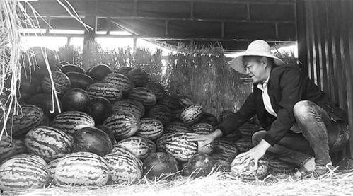 吐鲁番的吃瓜群众事件视频,一场关于瓜农权益的全民热议