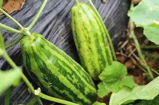 兰州吃瓜事件啥意思,一场引发社会热议的网络风波揭秘