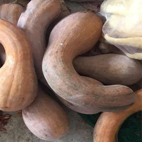 邯郸永年吃瓜事件