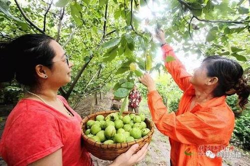 辉县吃瓜最新事件