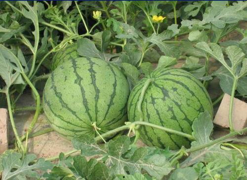 孝义17岁吃瓜事件